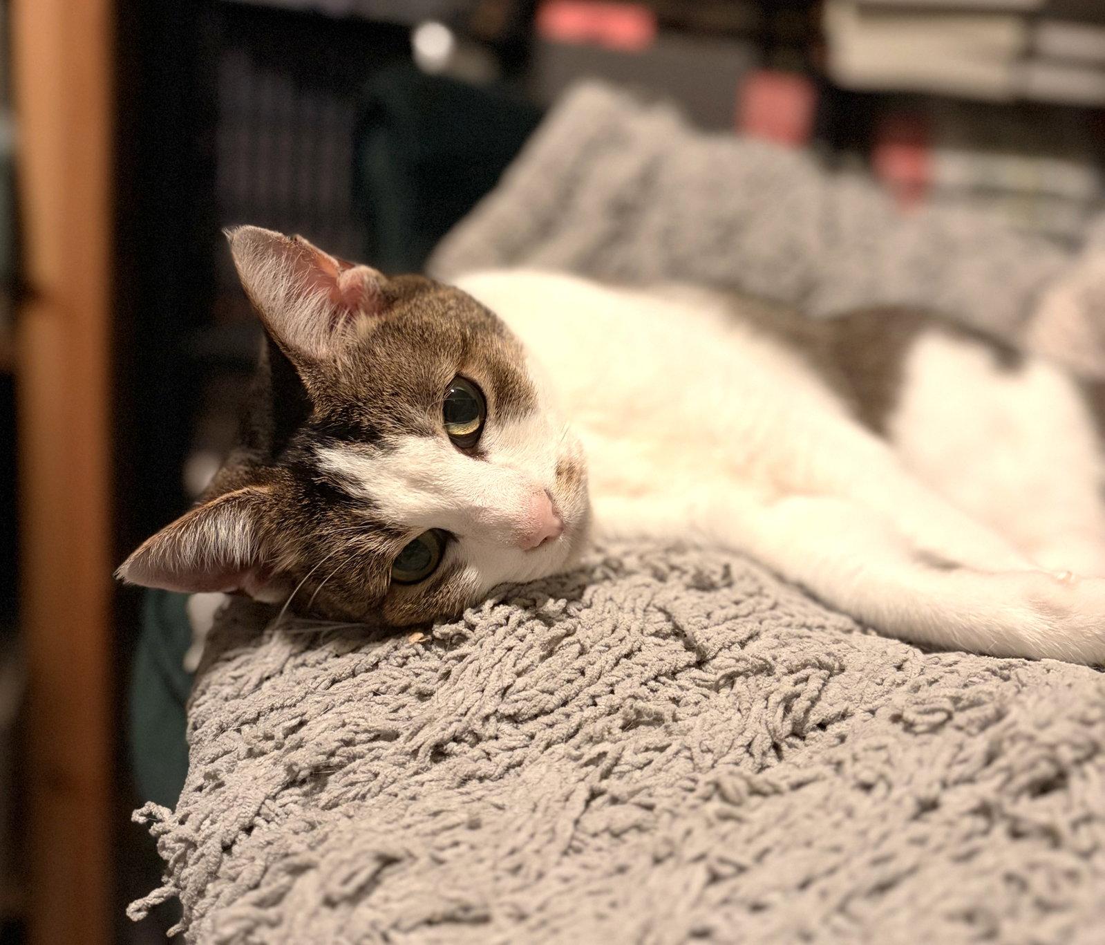 Enlarge Lily (Bonded with Petunia), a Adoptable Domestic Short Hair in Oakland, CA image 2/2