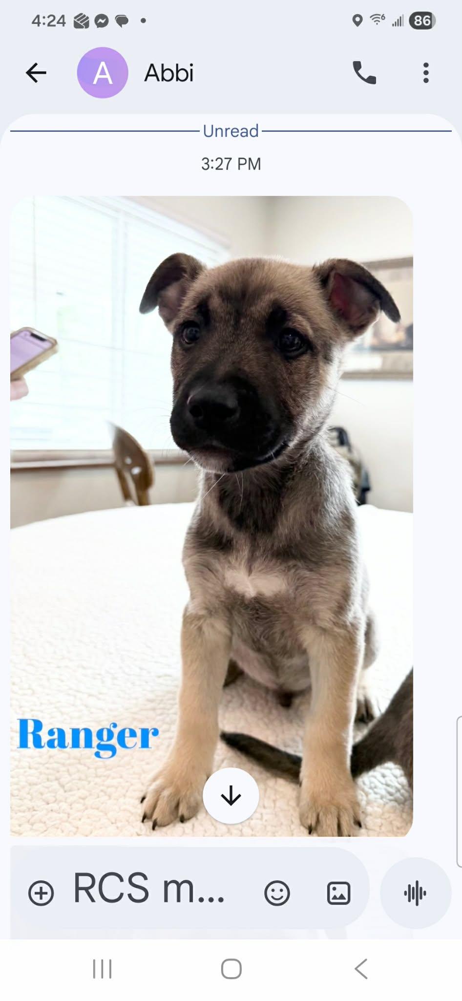 Ranger , a ADOPTABLE mixed breed in Luttrell, TN image 2/2