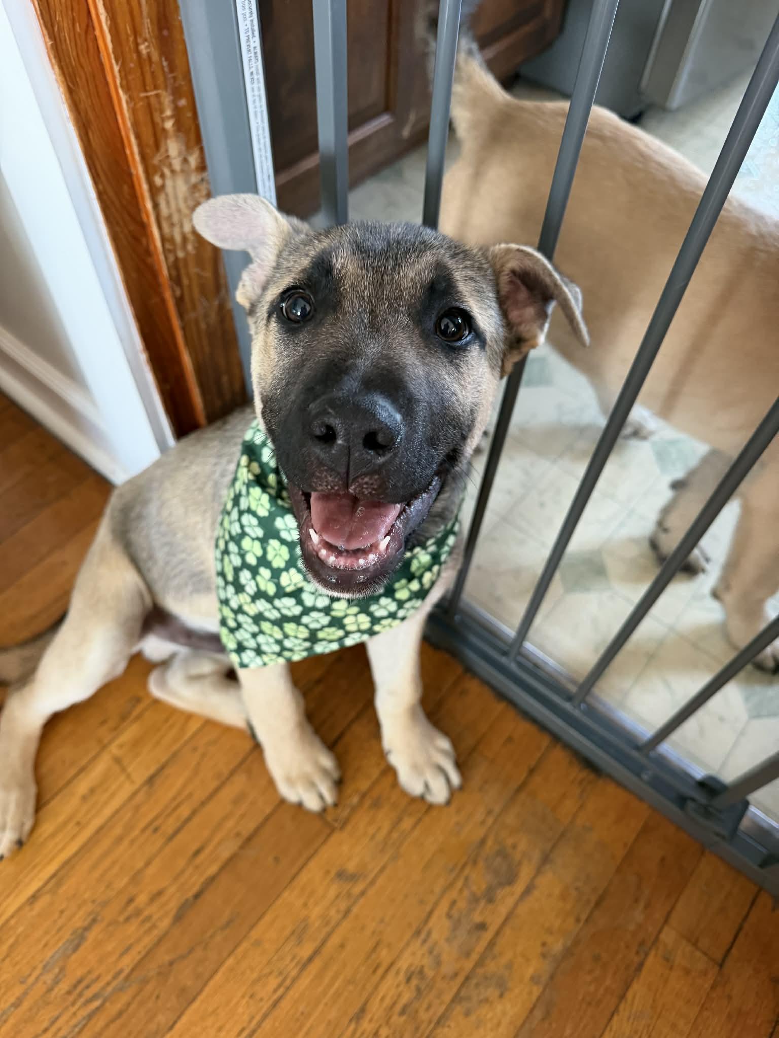 Ranger , a ADOPTABLE mixed breed in Luttrell, TN image 1/2