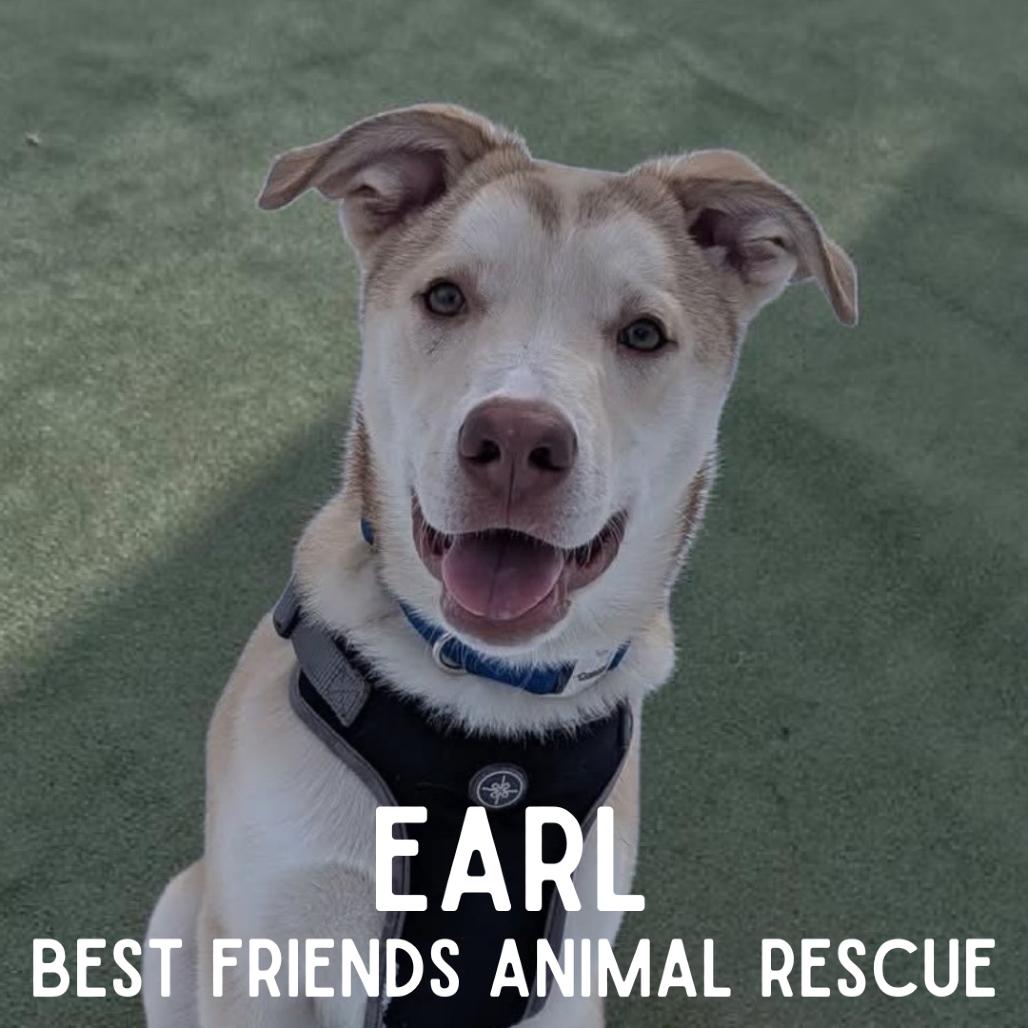 Earl, Adoptable, Young Male Husky & Golden Retriever.
