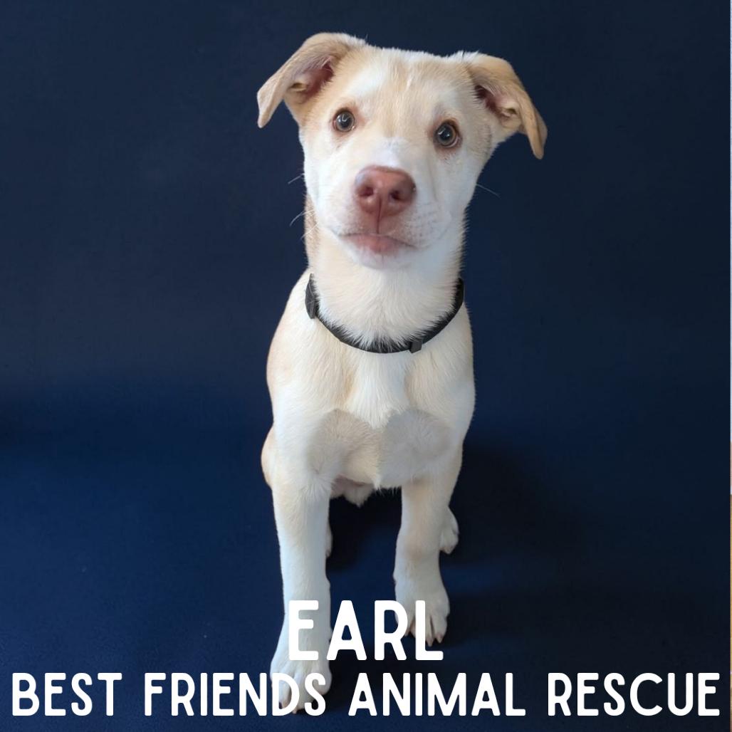 Enlarge Earl, a Adoptable mixed breed in Wasilla, AK image 2/6