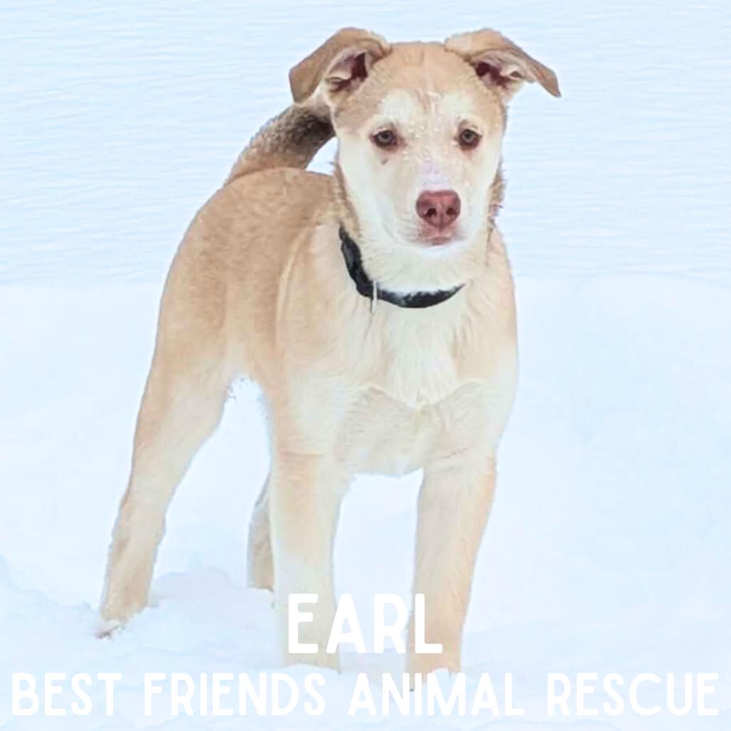 Enlarge Earl, a Adoptable mixed breed in Wasilla, AK image 3/6
