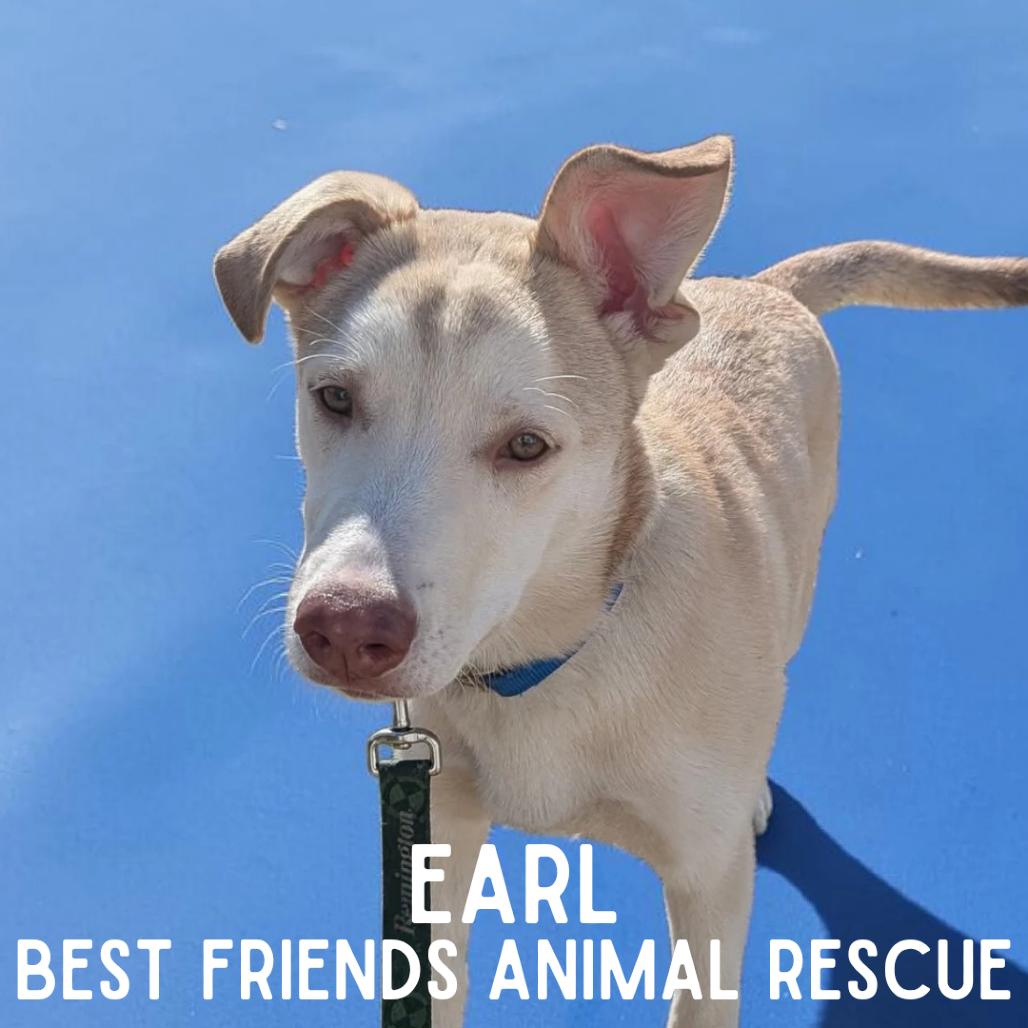 Enlarge Earl, a Adoptable mixed breed in Wasilla, AK image 4/6