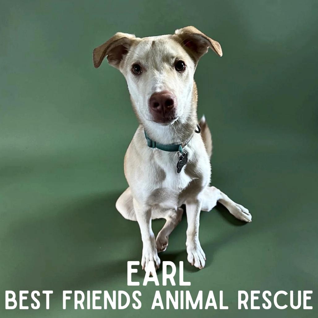 Enlarge Earl, a Adoptable mixed breed in Wasilla, AK image 5/6