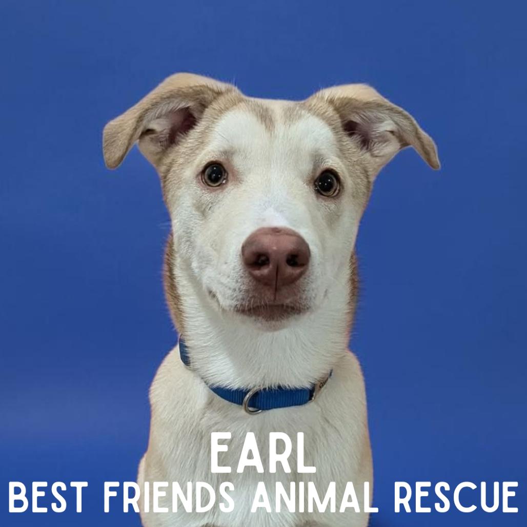 Enlarge Earl, a Adoptable mixed breed in Wasilla, AK image 6/6