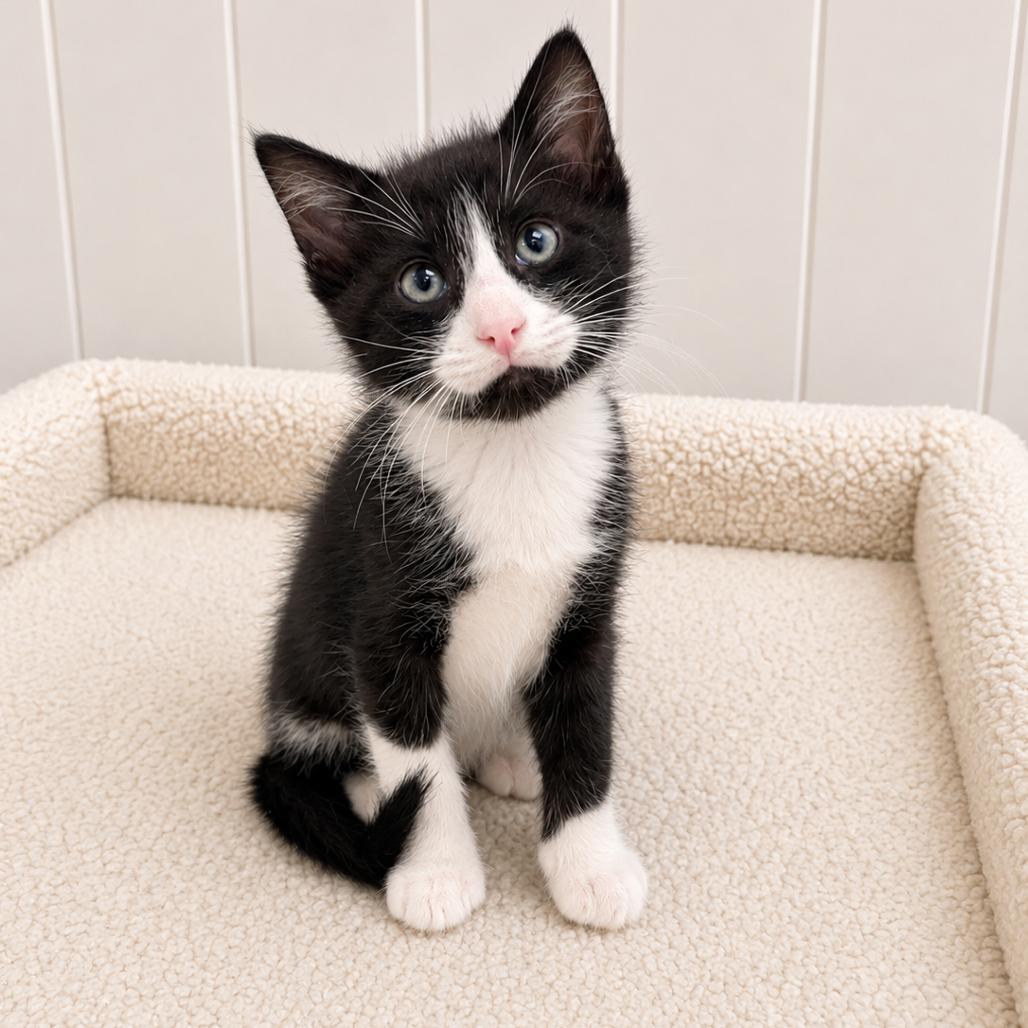 Bianca, Adoptable, Kitten Female Domestic Short Hair.