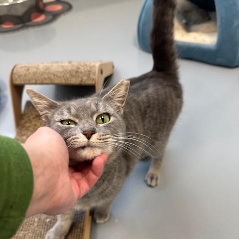 Enlarge Espresso, a Adoptable Domestic Short Hair in Rocky Mount, VA image 1/4