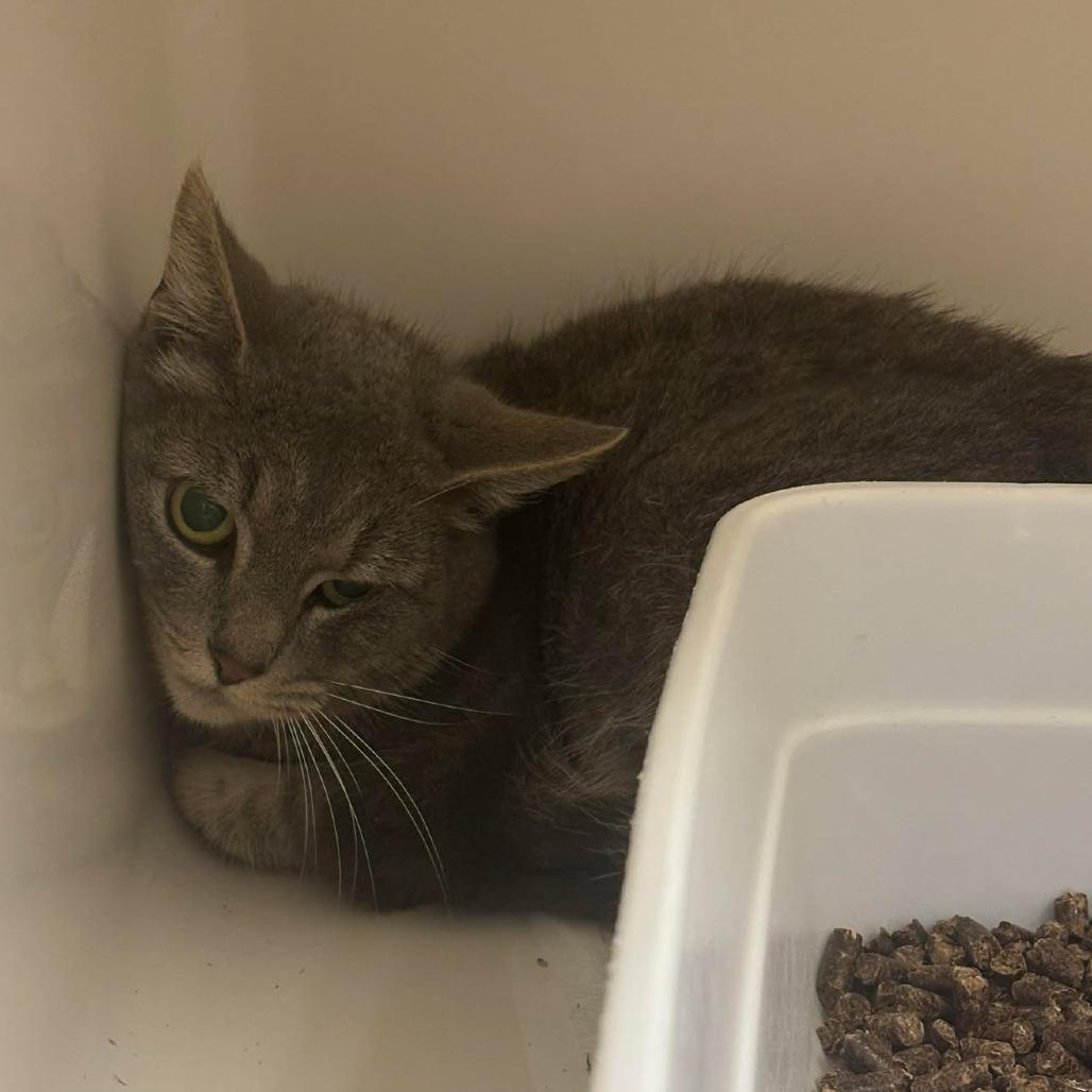 Espresso, Adoptable, Young Female Domestic Short Hair.