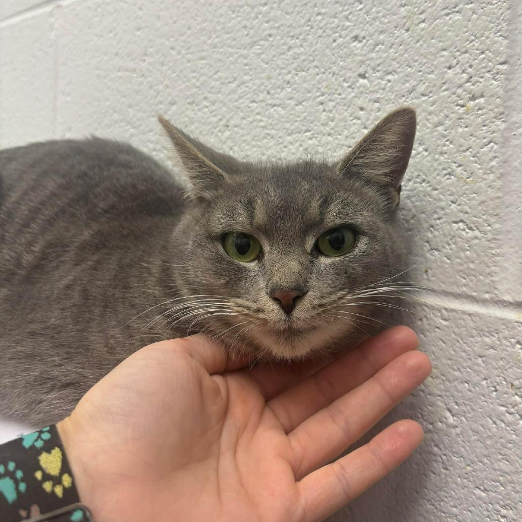 Enlarge Espresso, a Adoptable Domestic Short Hair in Rocky Mount, VA image 2/2