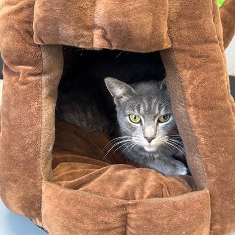Enlarge Espresso, a Adoptable Domestic Short Hair in Rocky Mount, VA image 4/4