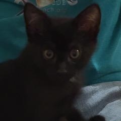 Ringo, Baby Male unknown