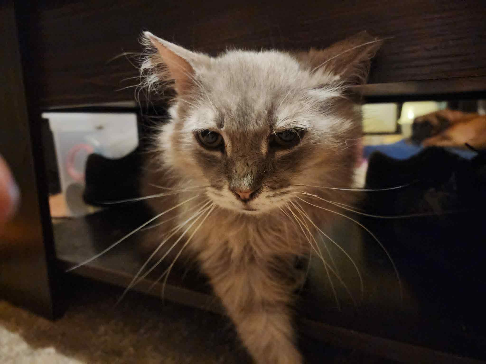 Big Boy, Adoptable, Senior Male Domestic Medium Hair.