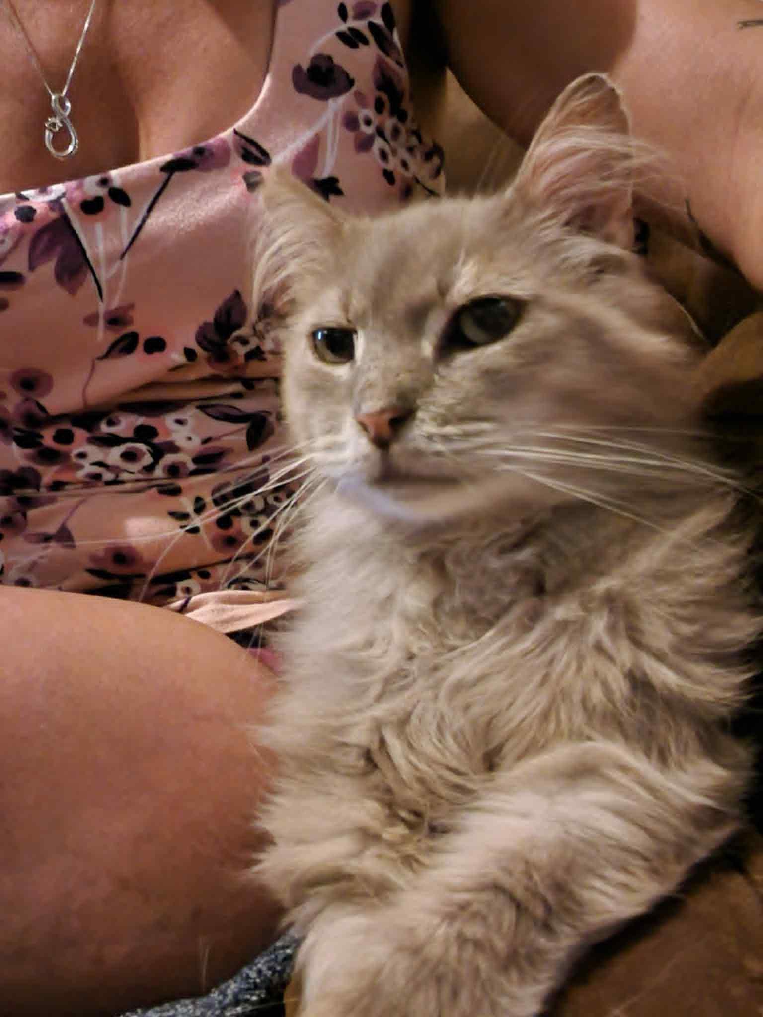 Enlarge Big Boy, a Adoptable Domestic Medium Hair in Fredericksburg, VA image 3/5