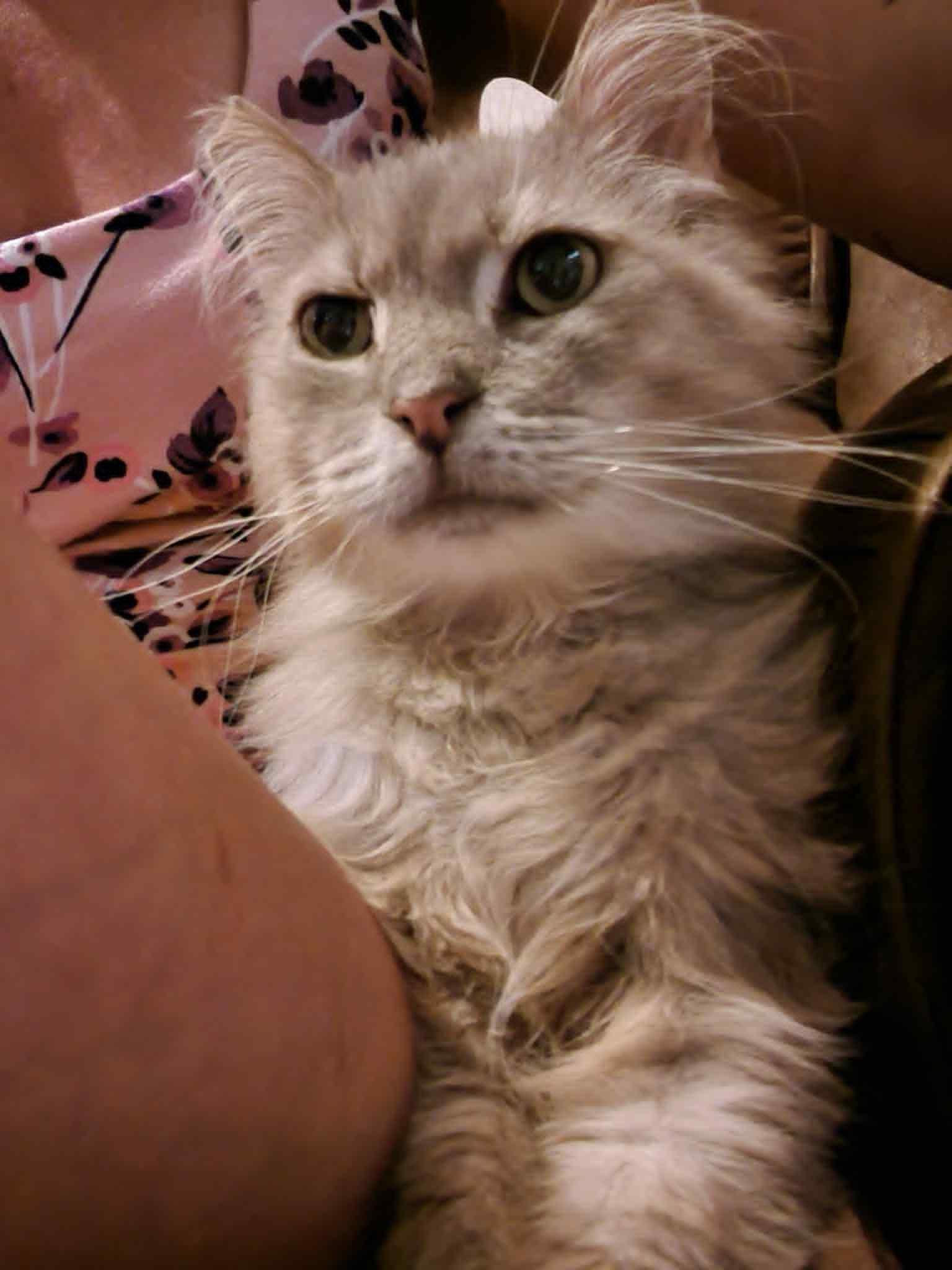 Enlarge Big Boy, a Adoptable Domestic Medium Hair in Fredericksburg, VA image 5/5