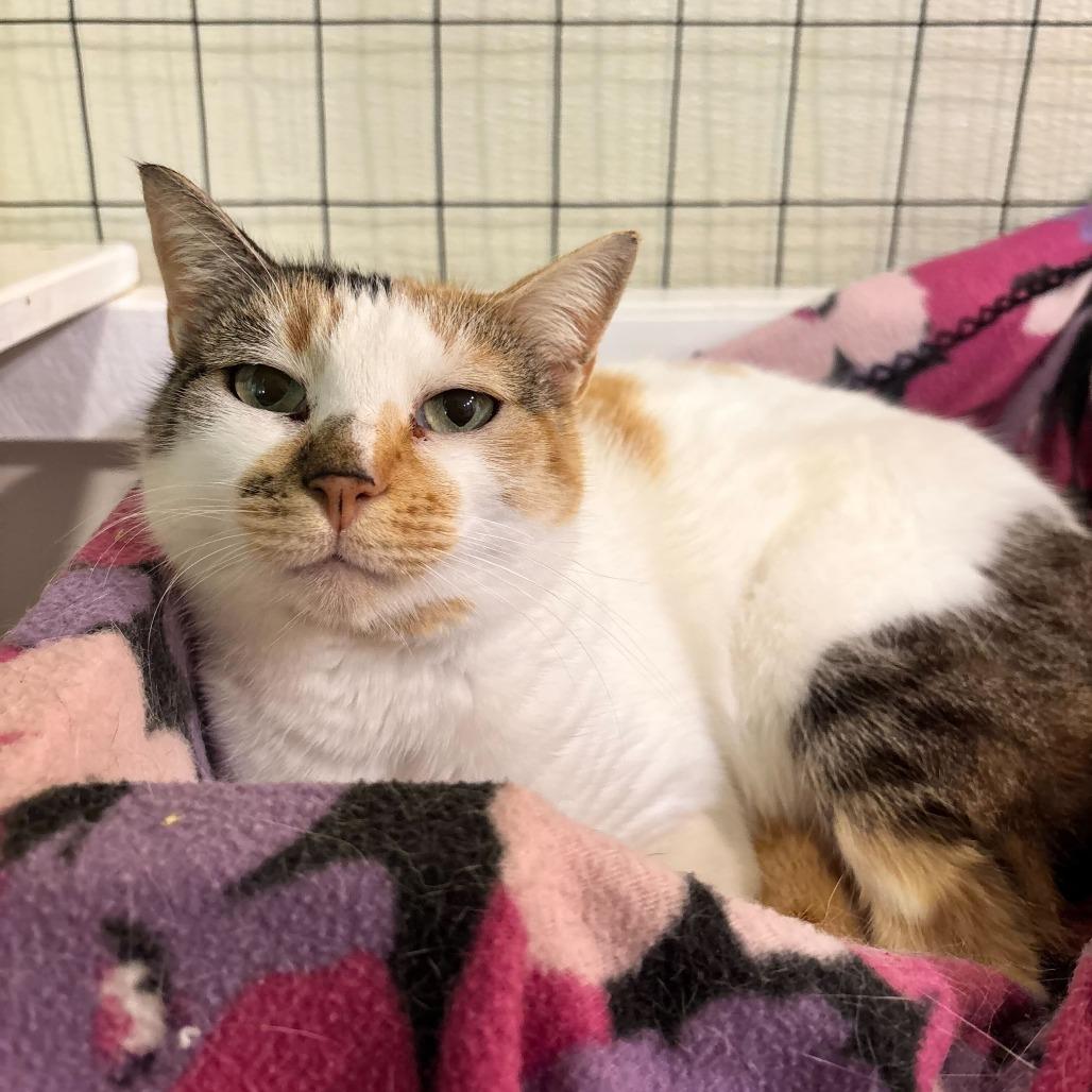 Enlarge Surround Sound, a Adoptable Domestic Short Hair in Carencro, LA image 1/6