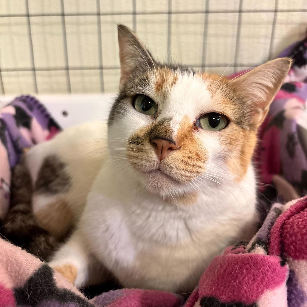 Enlarge Surround Sound, a Adoptable Domestic Short Hair in Carencro, LA image 2/6