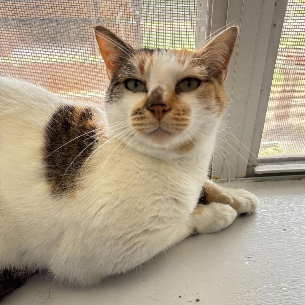 Enlarge Surround Sound, a Adoptable Domestic Short Hair in Carencro, LA image 3/6
