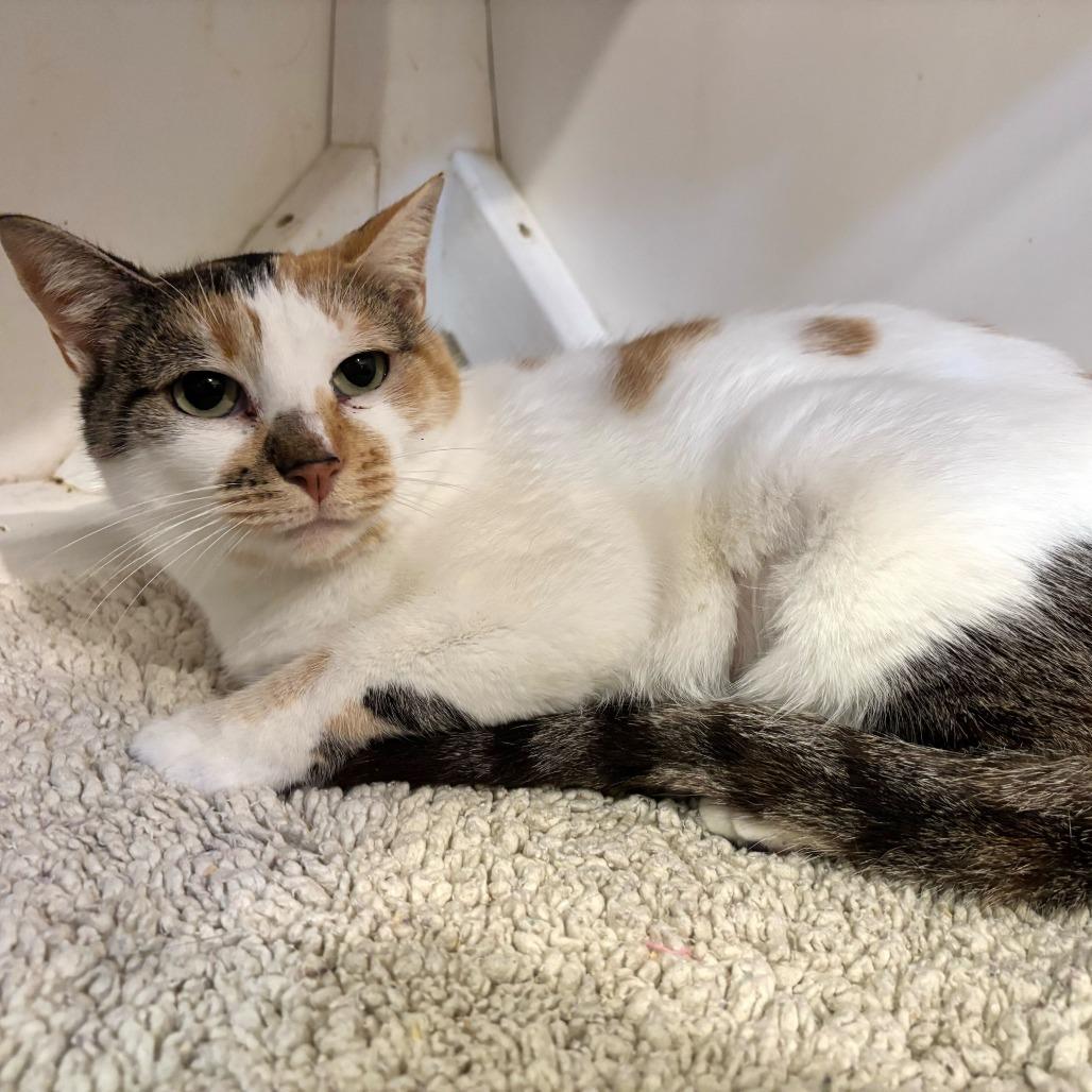 Enlarge Surround Sound, a Adoptable Domestic Short Hair in Carencro, LA image 4/6
