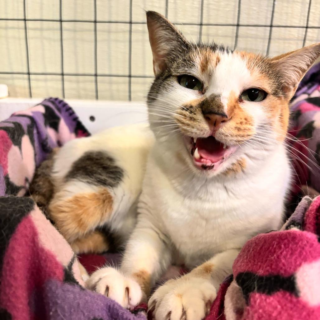 Enlarge Surround Sound, a Adoptable Domestic Short Hair in Carencro, LA image 5/6