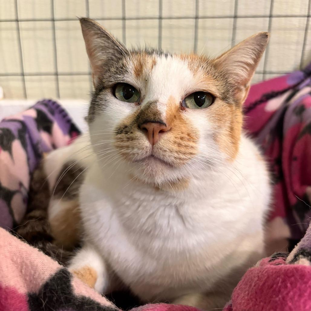 Enlarge Surround Sound, a Adoptable Domestic Short Hair in Carencro, LA image 6/6