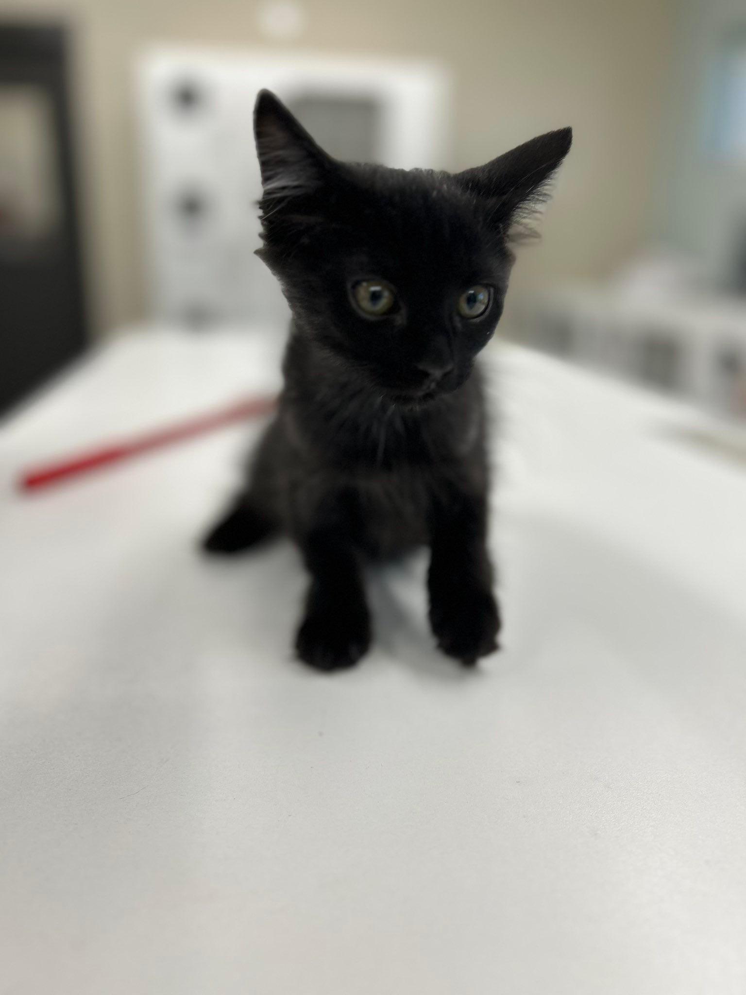 Enlarge Flounder, a Adopted Domestic Short Hair in Hernando, MS image 1/1