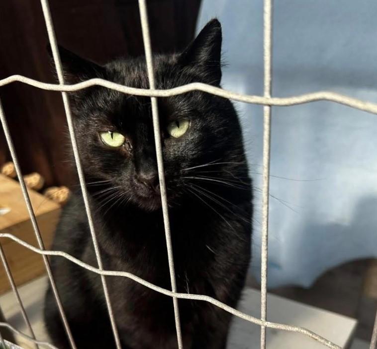 Enlarge Cindy, a ADOPTABLE Domestic Short Hair in Maple Ridge, BC image 4/6