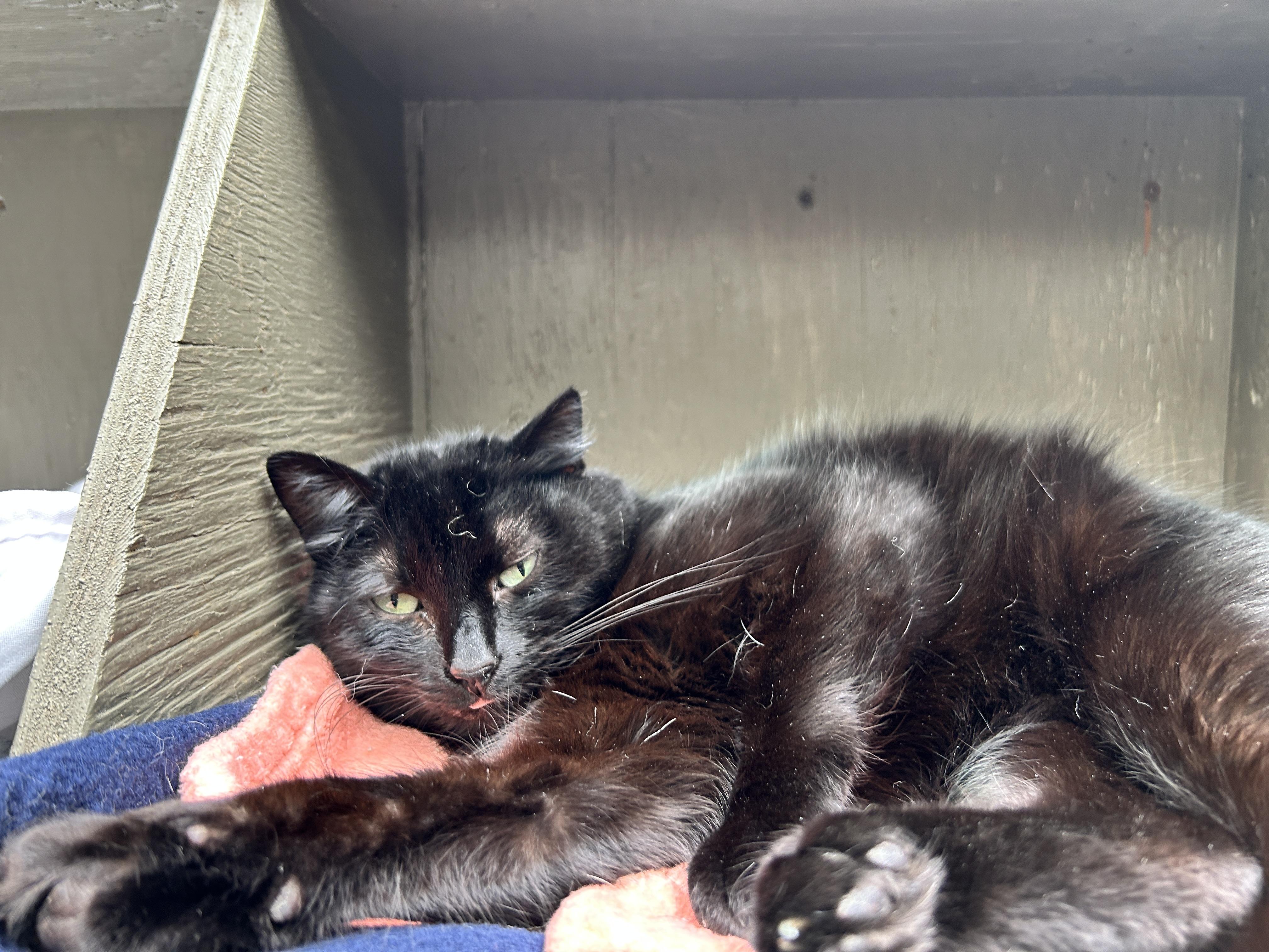 Enlarge Cindy, a ADOPTABLE Domestic Short Hair in Maple Ridge, BC image 6/6