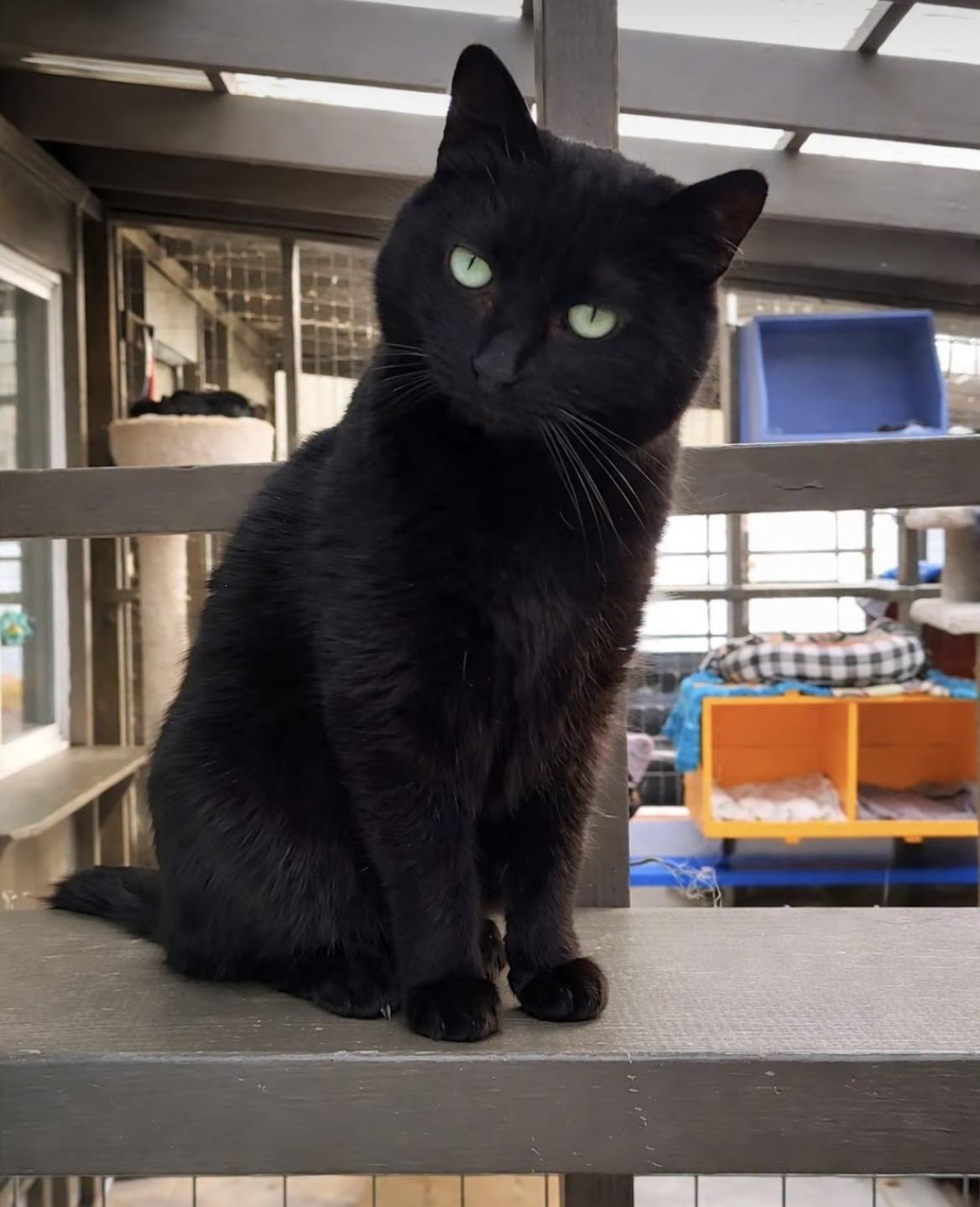 Enlarge Cindy, a ADOPTABLE Domestic Short Hair in Maple Ridge, BC image 1/6