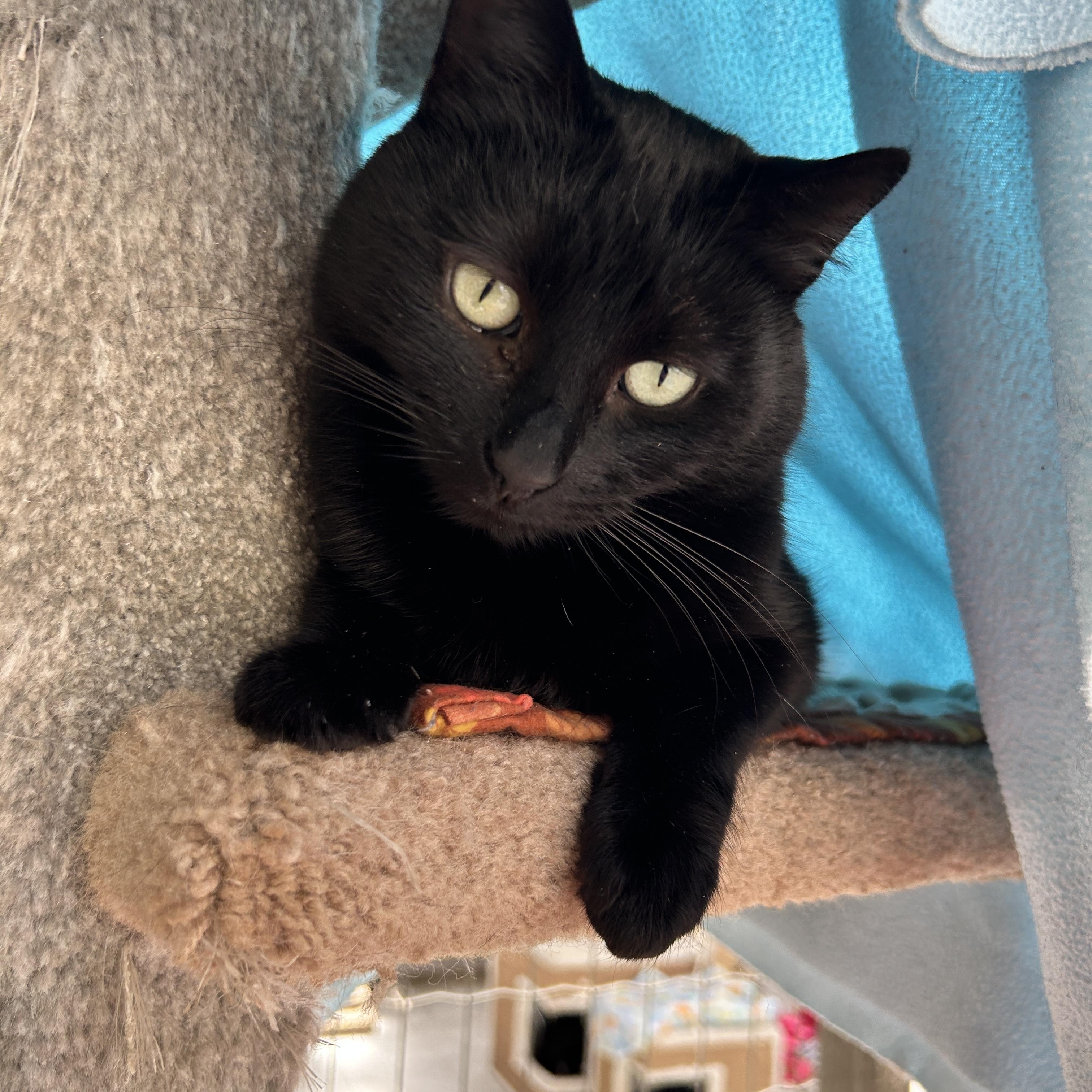 Enlarge Cindy, a ADOPTABLE Domestic Short Hair in Maple Ridge, BC image 2/6