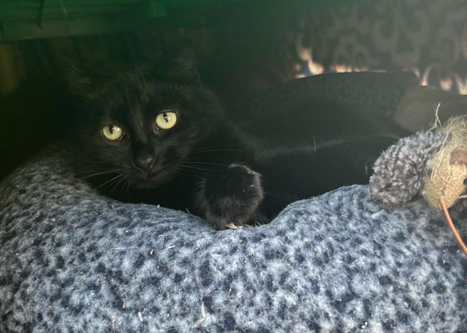 Enlarge Cindy, a ADOPTABLE Domestic Short Hair in Maple Ridge, BC image 5/6
