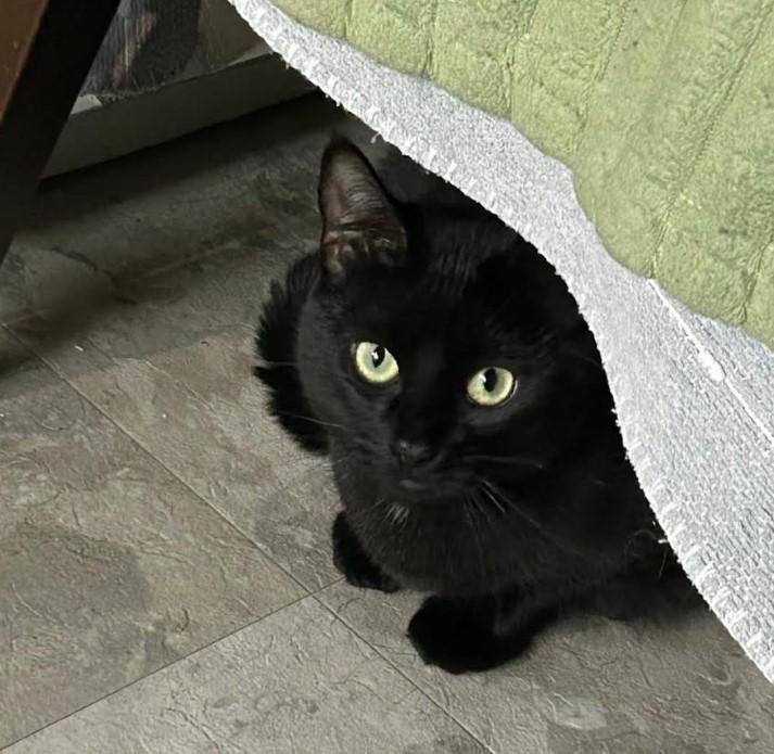 Enlarge Cindy, a ADOPTABLE Domestic Short Hair in Maple Ridge, BC image 3/6
