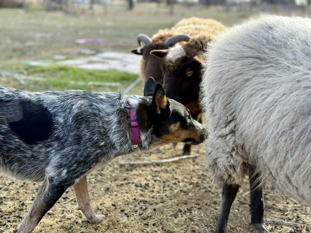 Enlarge Lucy, a Adoptable Cattle Dog in Eagle, ID image 2/6