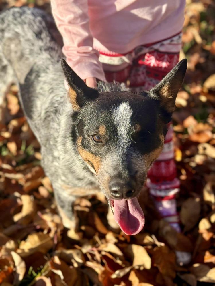 Enlarge Lucy, a Adoptable Cattle Dog in Eagle, ID image 3/6