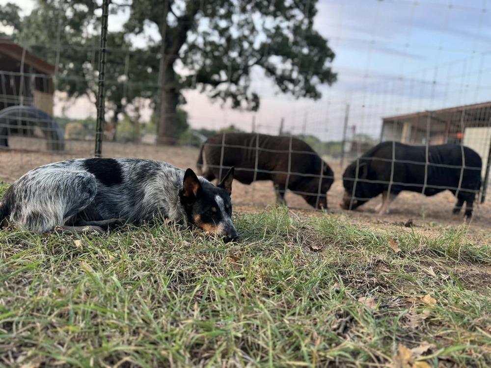 Enlarge Lucy, a Adoptable Cattle Dog in Eagle, ID image 4/6