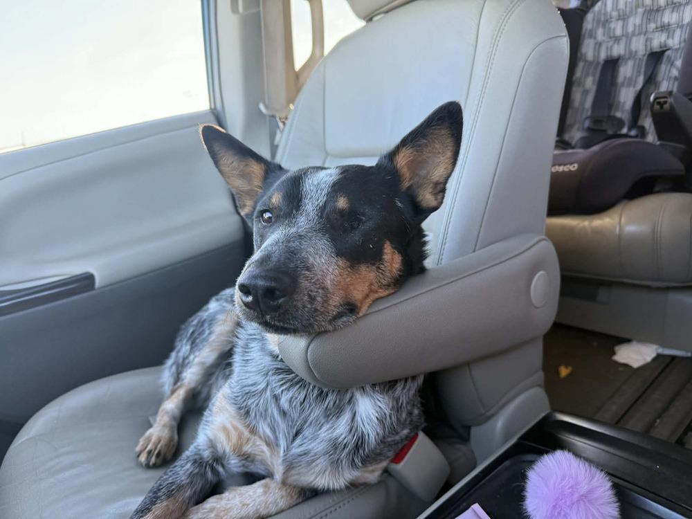 Enlarge Lucy, a Adoptable Cattle Dog in Eagle, ID image 5/6