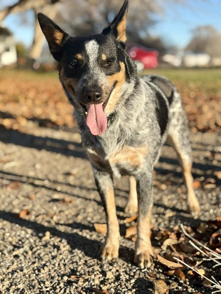 Enlarge Lucy, a Adoptable Cattle Dog in Eagle, ID image 6/6