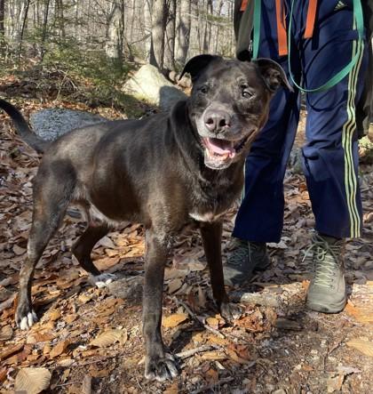 -STRYKER IN MAINE, ADOPTABLE, Senior Male Mixed Breed.