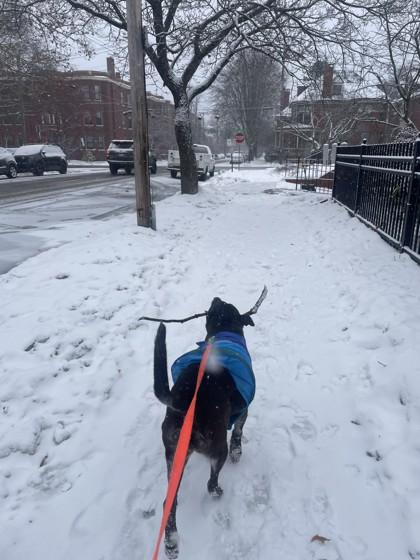 Enlarge -STRYKER IN MAINE, a ADOPTABLE mixed breed in Cumberland, ME image 2/3