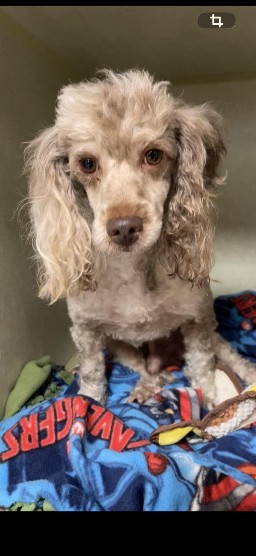 Ron Terrell, Adoptable, Young Male Miniature Poodle.
