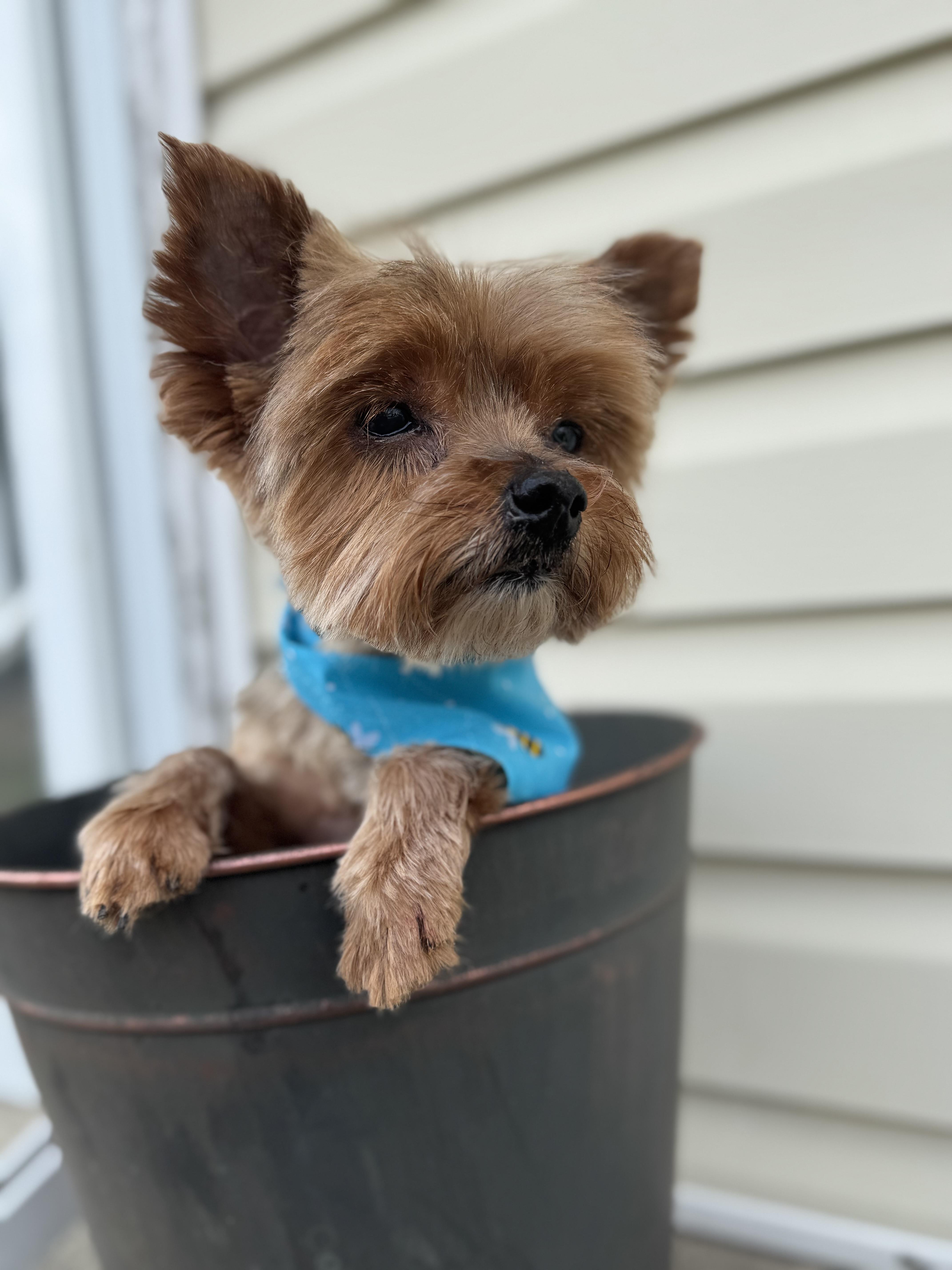 Enlarge Joey! Sweet tiny kid , a ADOPTABLE Yorkshire Terrier in RUSSIAVILLE, IN image 3/5