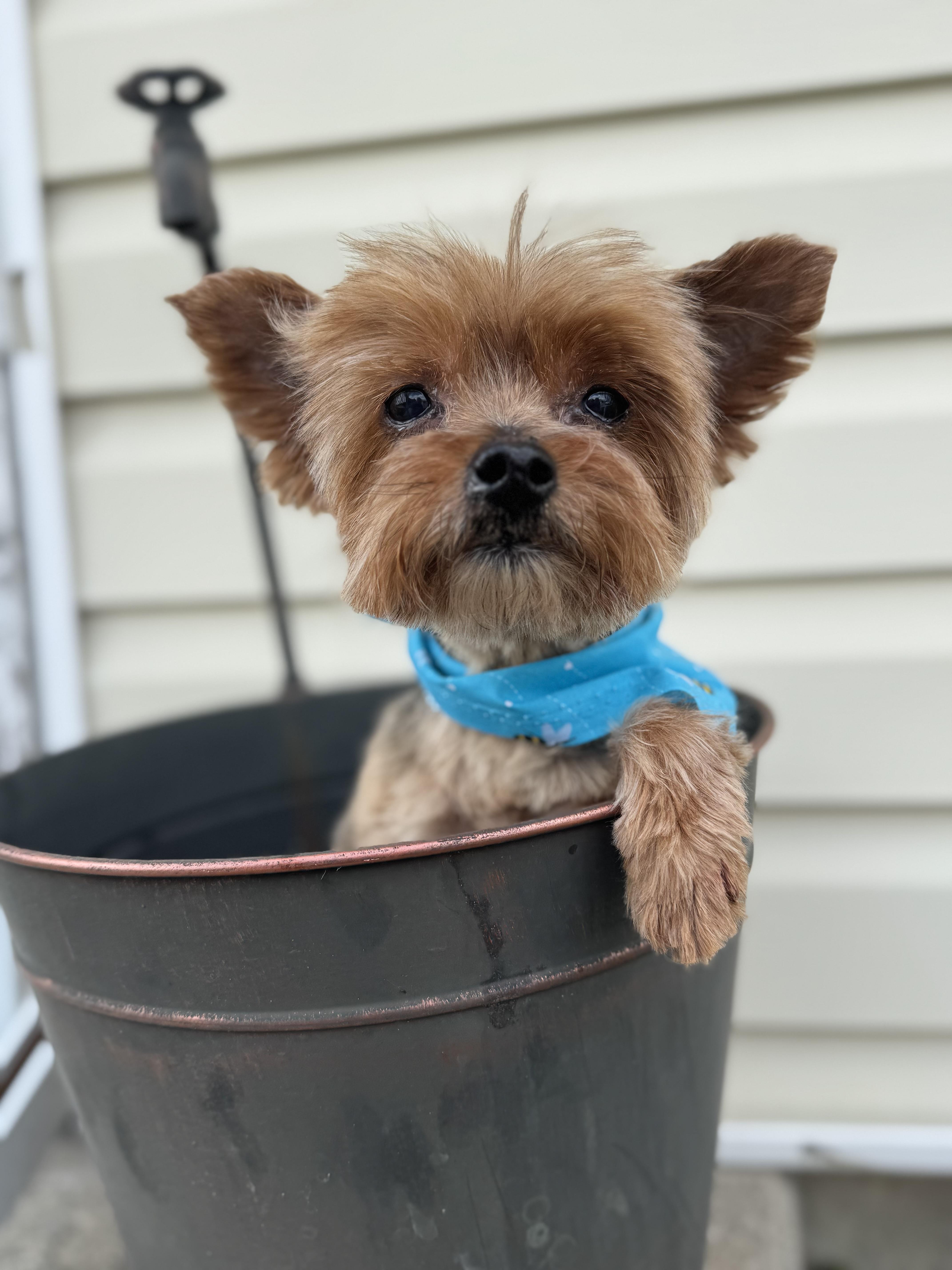 Enlarge Joey! Sweet tiny kid , a ADOPTABLE Yorkshire Terrier in RUSSIAVILLE, IN image 4/5