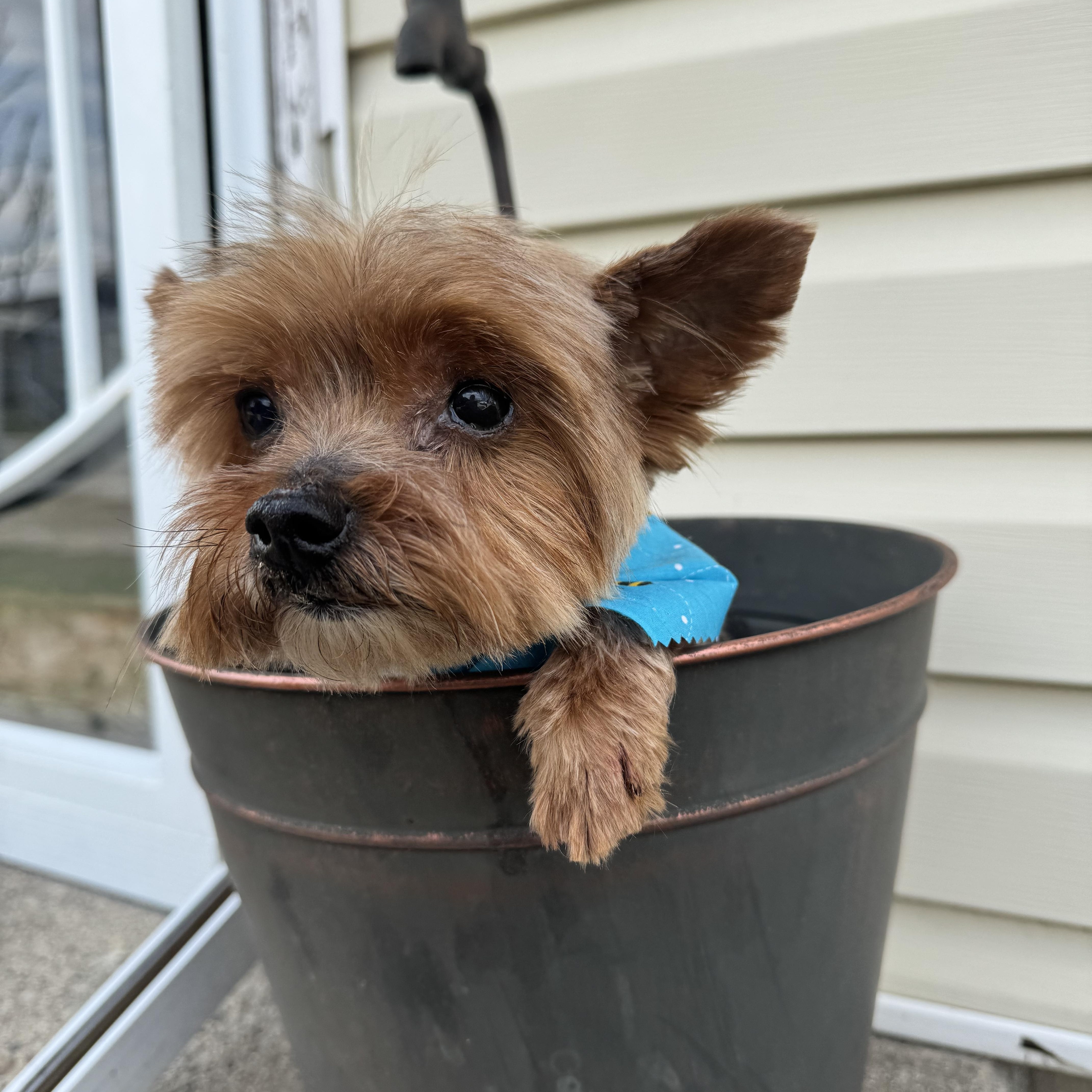Enlarge Joey! Sweet tiny kid , a ADOPTABLE Yorkshire Terrier in RUSSIAVILLE, IN image 5/5