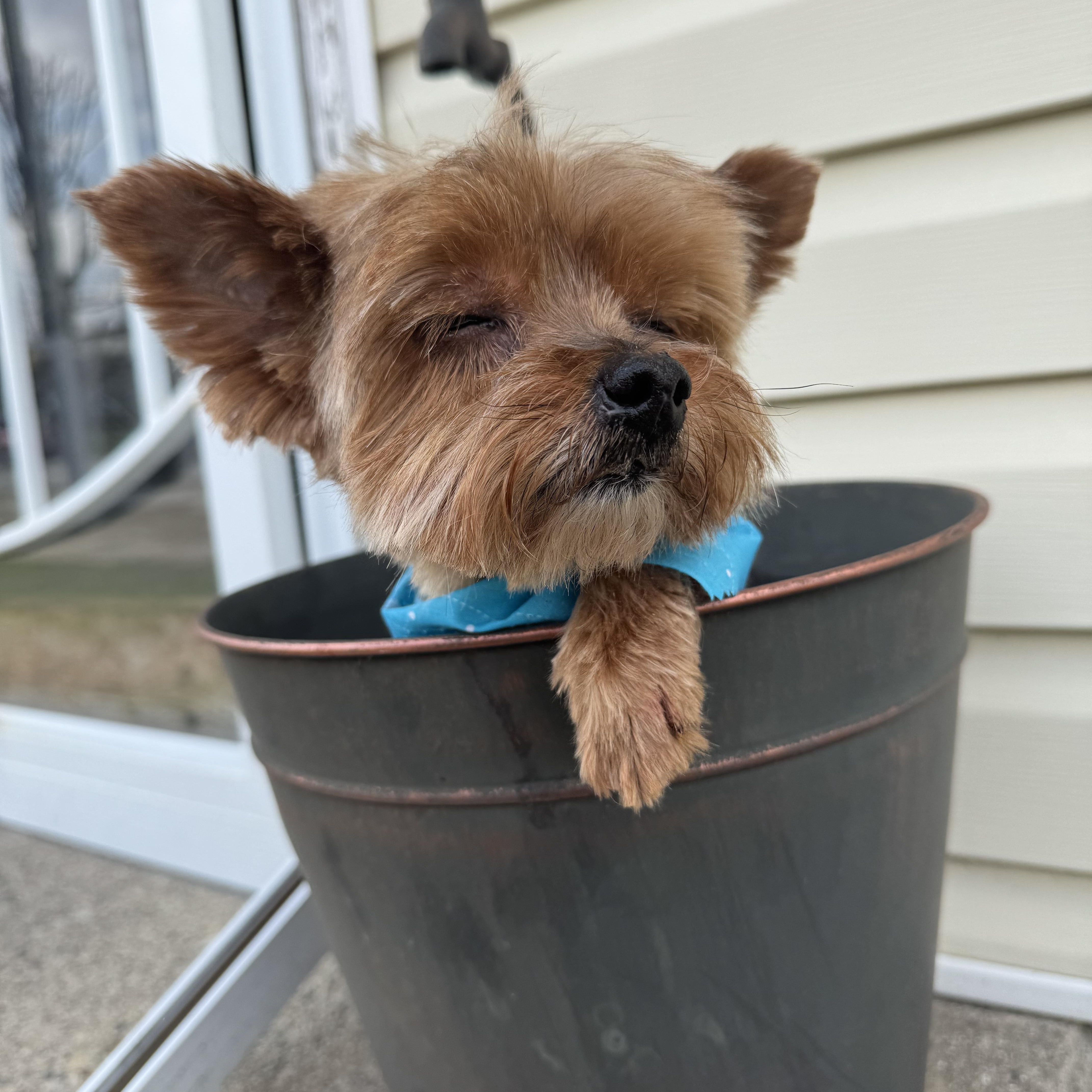 Enlarge Joey! Sweet tiny kid , a ADOPTABLE Yorkshire Terrier in RUSSIAVILLE, IN image 2/5