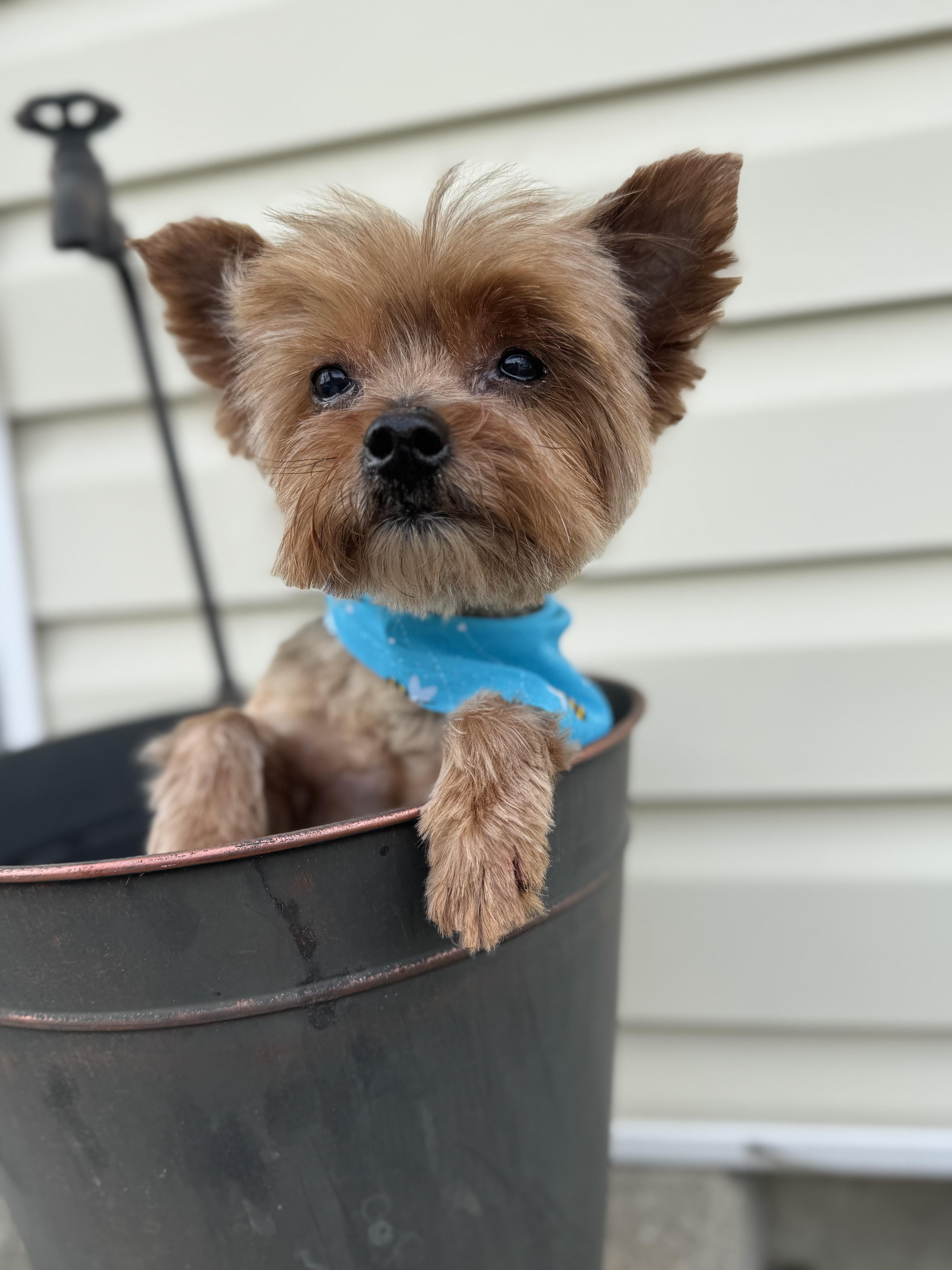 Enlarge Joey! Sweet tiny kid , a ADOPTABLE Yorkshire Terrier in RUSSIAVILLE, IN image 1/5