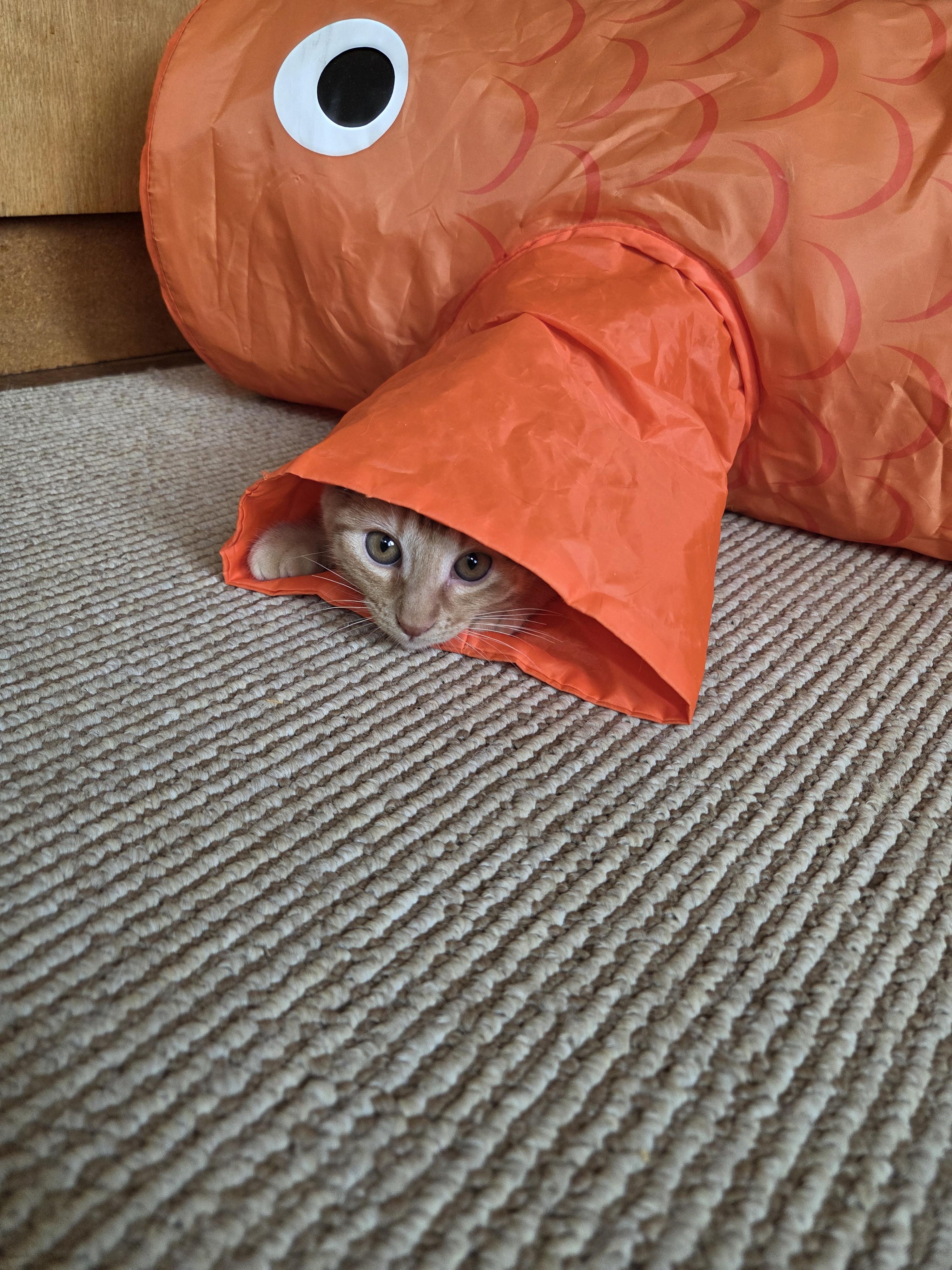 Ravioli, an adopted Domestic Short Hair in Calgary, AB image 4/6