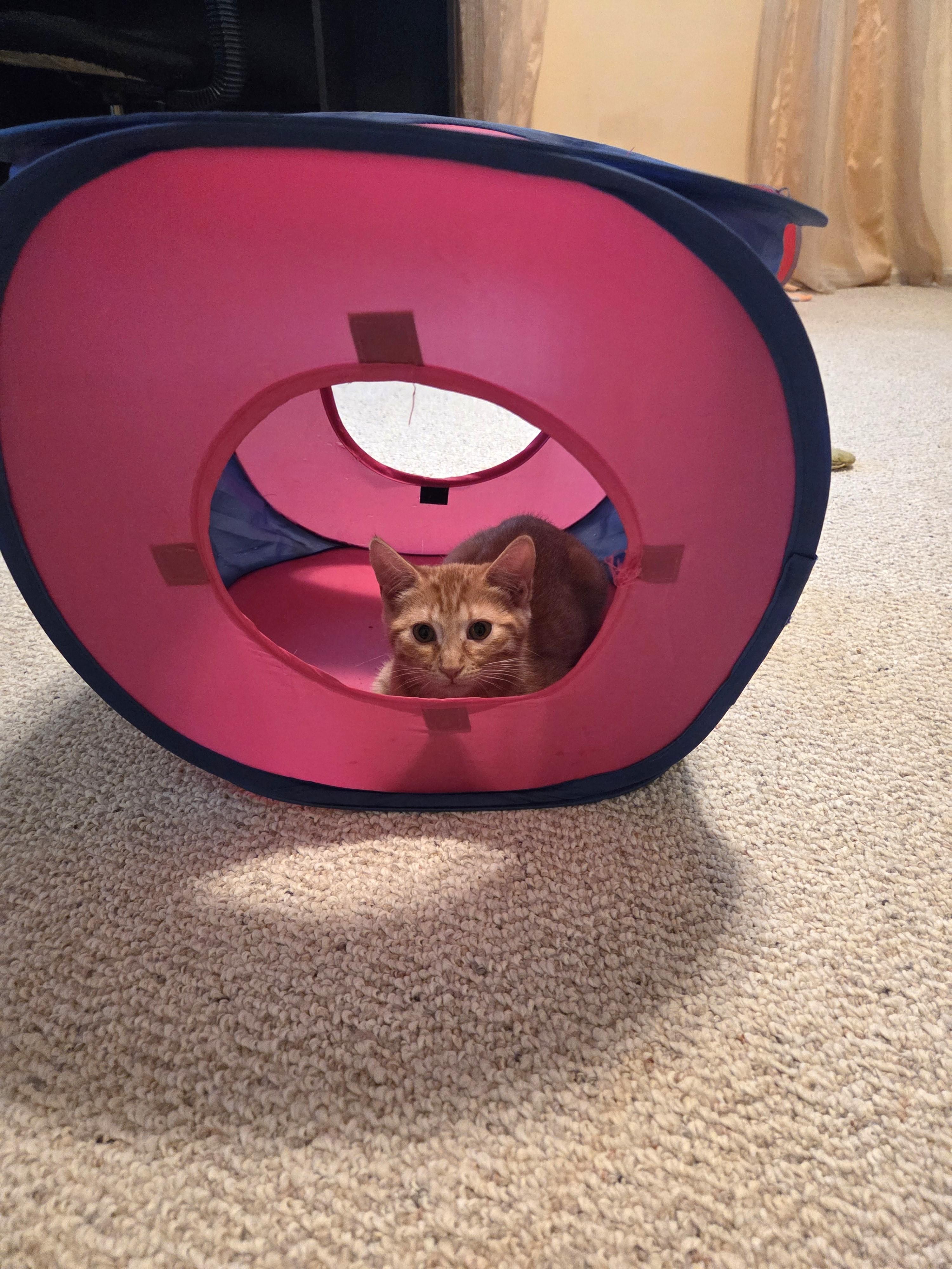 Ravioli, an adopted Domestic Short Hair in Calgary, AB image 6/6