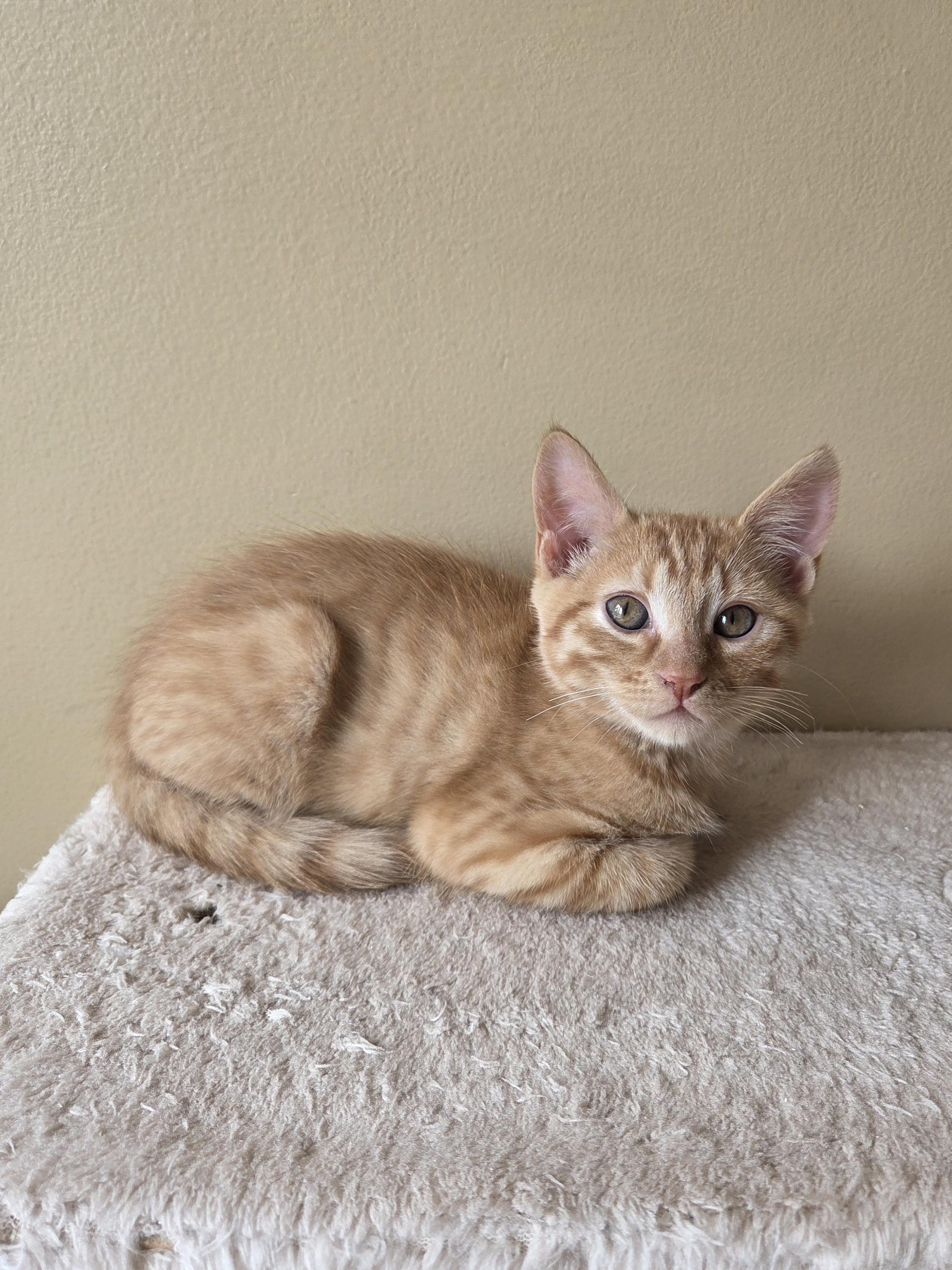 Ravioli, an adopted Domestic Short Hair in Calgary, AB image 3/6