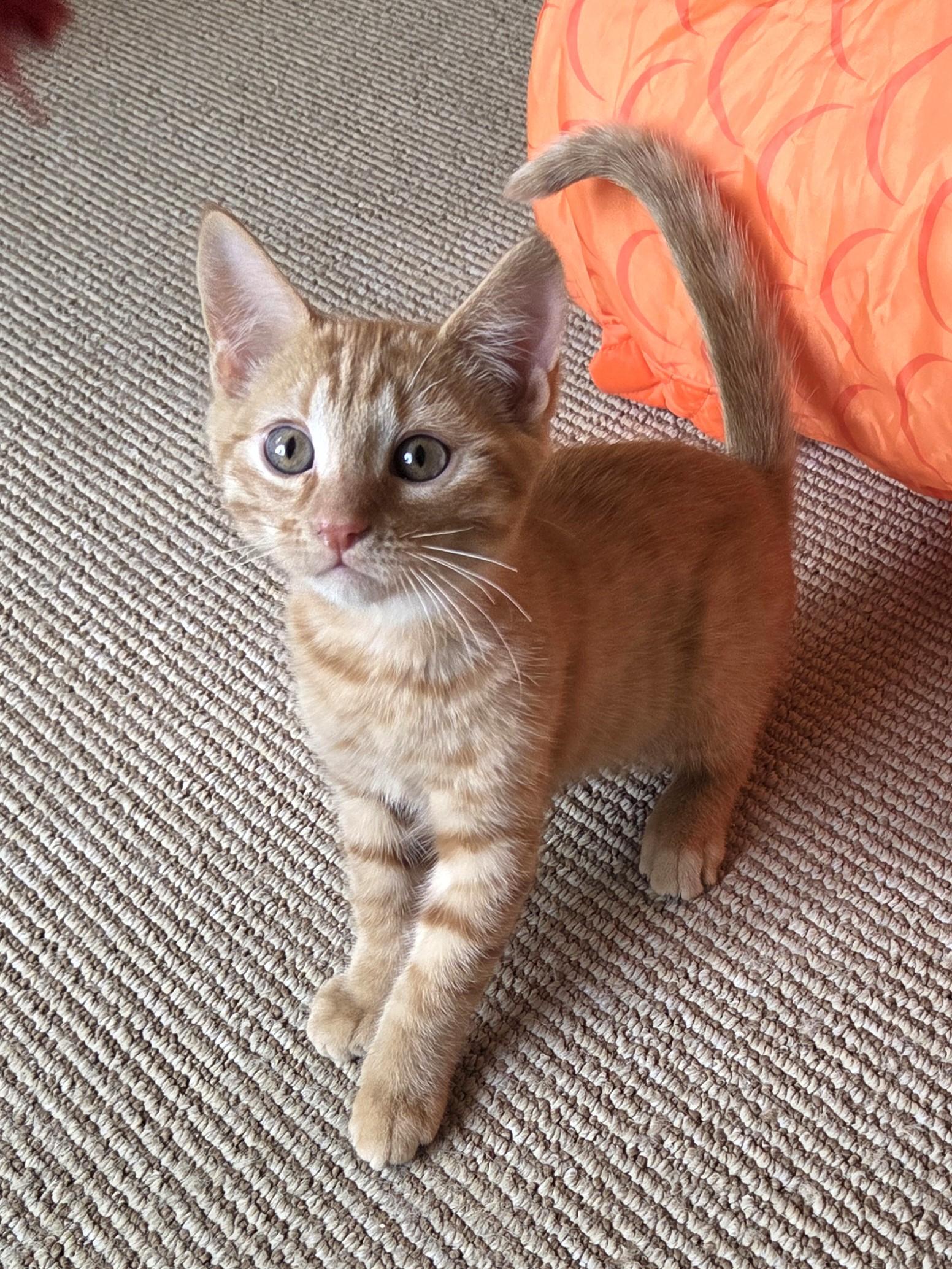 Ravioli, an adopted Domestic Short Hair in Calgary, AB image 5/6