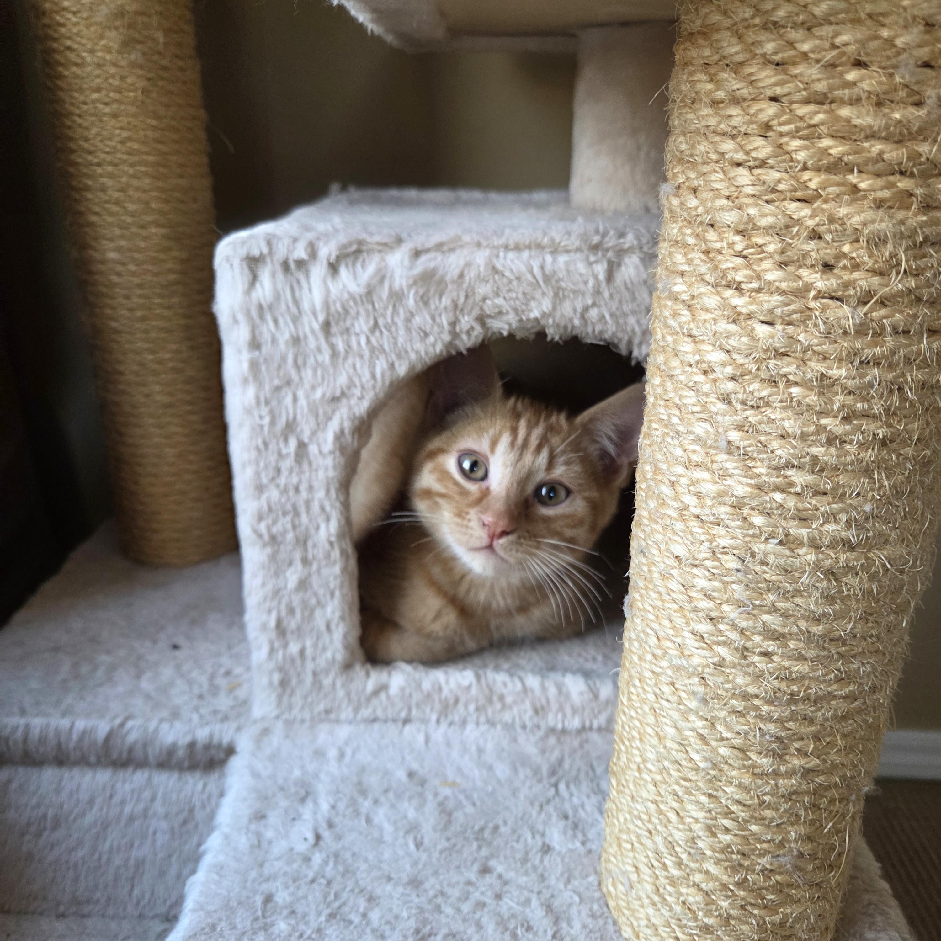 Ravioli, an adopted Domestic Short Hair in Calgary, AB image 2/6