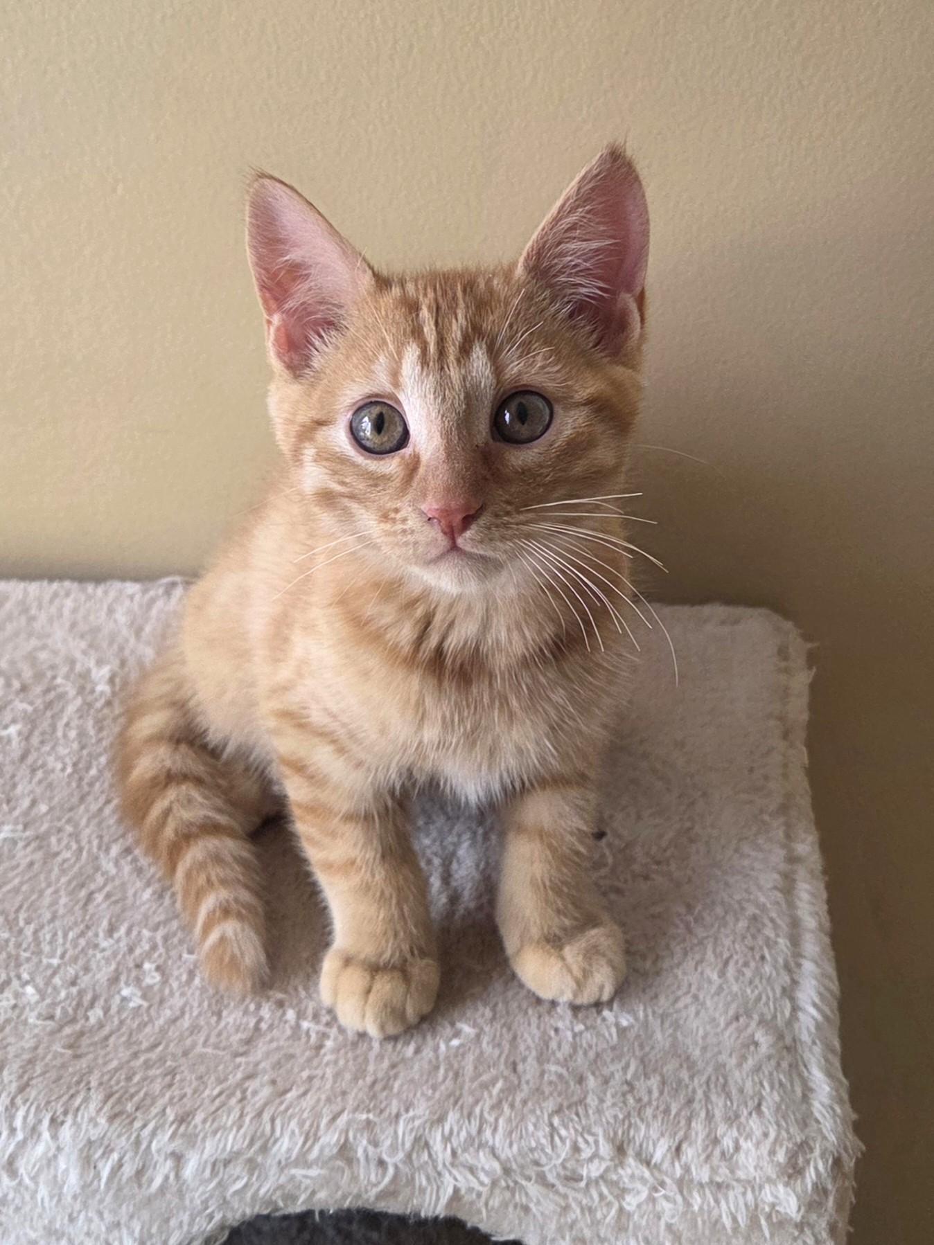 Ravioli, adopted, Kitten Male Domestic Short Hair.
